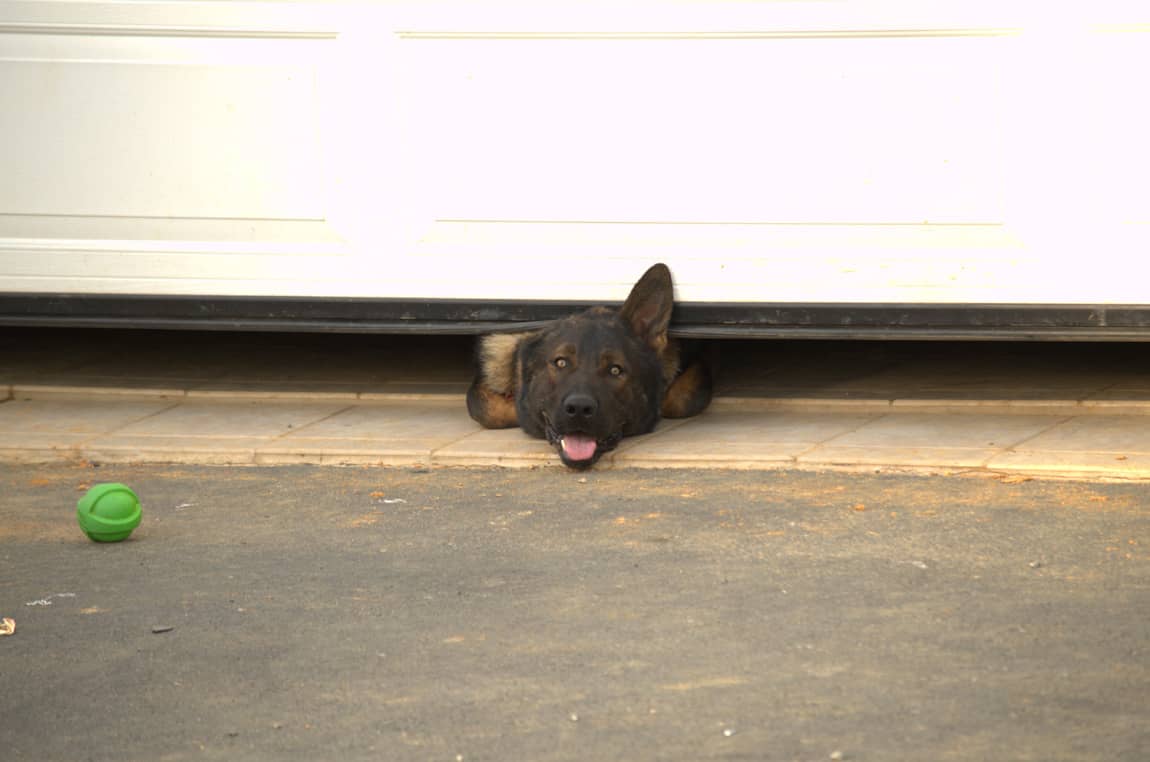 PIXIE smart garage door partial opening for pet mode